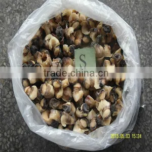 Sea Best Cooking Conch Shells thumbnail-1
