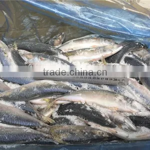 Frozen Pacific Mackerel for Bait thumbnail-3
