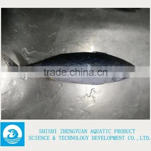 Frozen Bonito Frozen Tuna Fish thumbnail-1