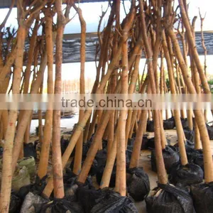 Ficus Religiosa Tropical Plants thumbnail-1