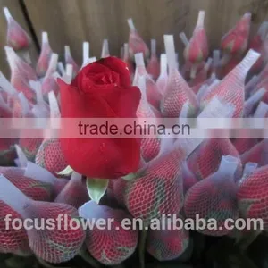 on Line Shopping Fresh From Kenya Rose Flower Anthurium for Banquets thumbnail-2