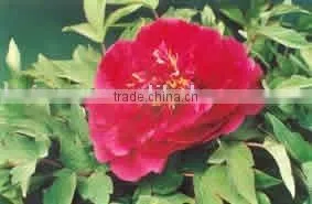 Tree Peony Plant Root Hong Xia Yin Ri thumbnail-1