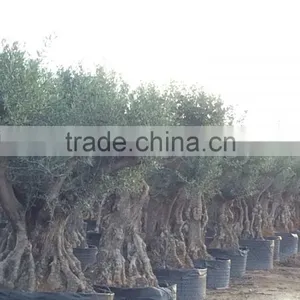 Olive Tree - Olea Europaea Regional Ejemplar thumbnail-1