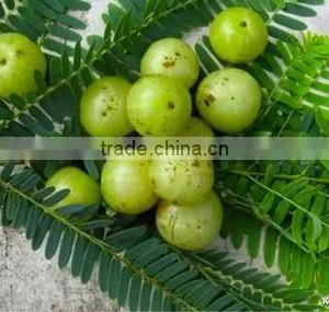 Emblica Officinalis thumbnail-1
