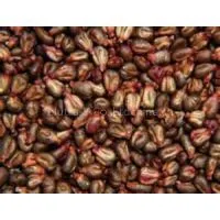 Natural Organic Grape Seed Extract Manufacturer in Bulk Stock, Welcome Inquiries thumbnail-1