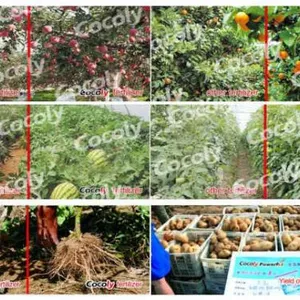 Cocoly NPK + TE Fertilizer With 100% Water Soluble thumbnail-4