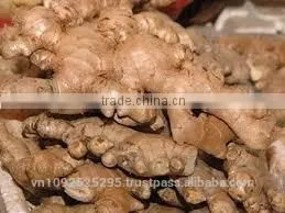 Vietnam Fresh Ginger/Gingers/ High Quality Ginger thumbnail-1