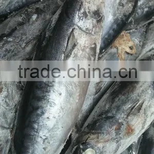 High Quality Seafood Frozen Fish Pacific Bonito Size 500 thumbnail-4