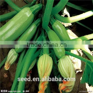 Jade No.1 Early Mature Smooth Green Skin Squash Seeds thumbnail-1