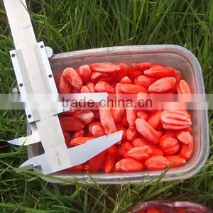 IQF Goji Fruit thumbnail-1
