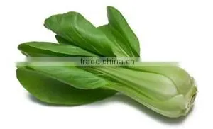 Organic Fresh Chinese Cabbage Pack Choi thumbnail-1