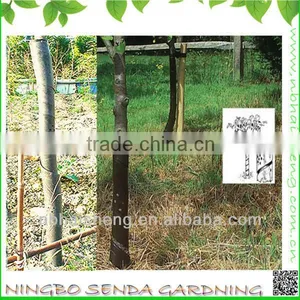 Tree Guard thumbnail-1