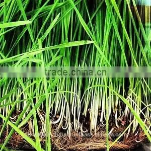 100% Lemon Grass Oil thumbnail-1
