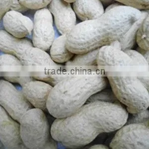 Shandong Dry Roasted Peanut With Shell thumbnail-1
