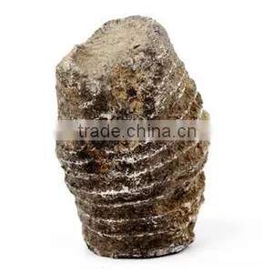 Fossil Specimens, Horn Coral thumbnail-1