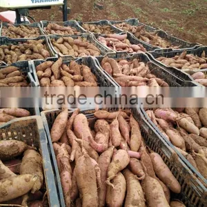 Sweet Japanese Potato thumbnail-6