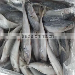 Horse Mackerel Frozen Fish Competitive Price for Sale thumbnail-1