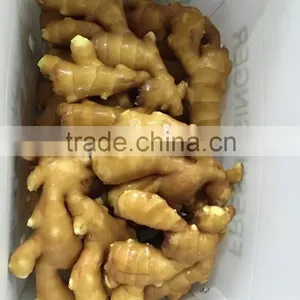China New Fresh Ginger thumbnail-1