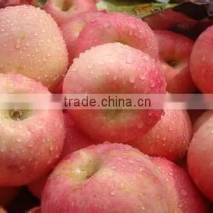 Chinese Fuji Apple thumbnail-2