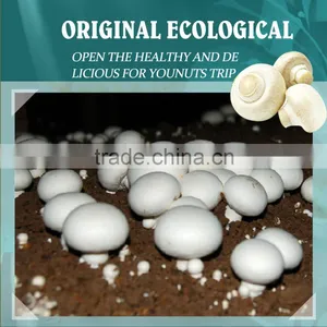 Frozen Agaricus Bisporus IQF Agaricus Bisporus thumbnail-6