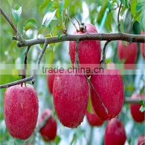 Apple Paste Apple Puree thumbnail-1