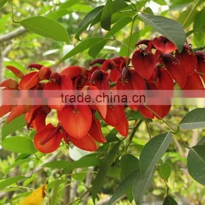 Erythrina Crista-galliLinn. thumbnail-5