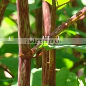 Natural Sex Products 98% Yohimbine HCL thumbnail-2