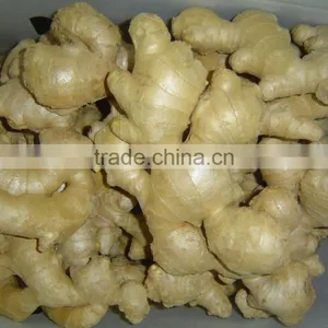 Fresh Ginger thumbnail-6