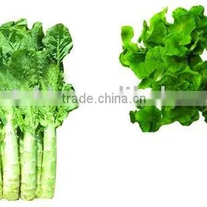 Dehydrated Lettuce Flakes thumbnail-1