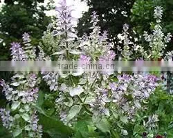 BEST EXPOTER OF CLARY SAGE OIL thumbnail-2