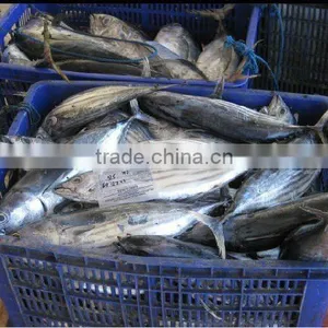 Frozen Skijack Tuna Bonito Tuna thumbnail-1