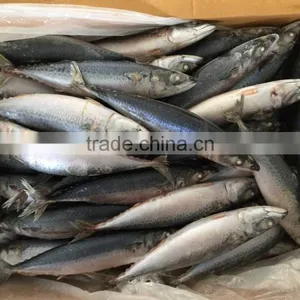 2016 Landing Sea Frozen Mackerel 200-250g thumbnail-3