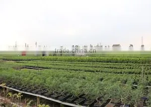 Superior Chinese Bonsai Nursery Co., Ltd. Foshan company overview - view 1 thumbnail