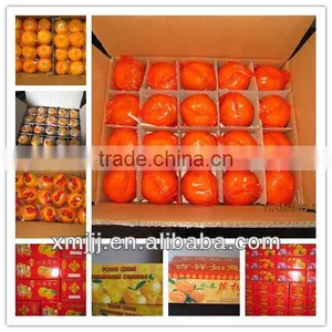 Honey Baby Orange on Sale thumbnail-4