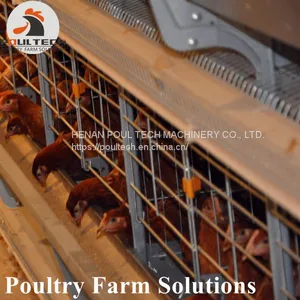 H Type Layer Chicken Chicken Cage With Full Automatic Equipment for 50000 Birds thumbnail-4
