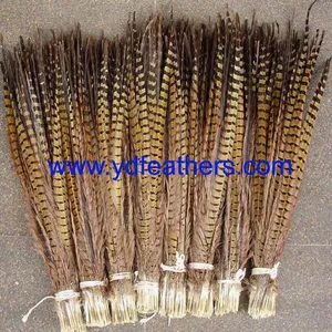 High Quality Ringneck Tail Feather thumbnail-4