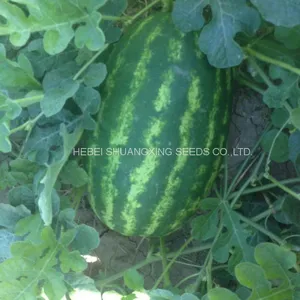 Middle Maturity Good Disease Resistance Hybrid f1 Watermelon Seeds for Planting thumbnail-1
