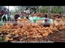 Fresh and Tasty Coconut Suppliers thumbnail-2