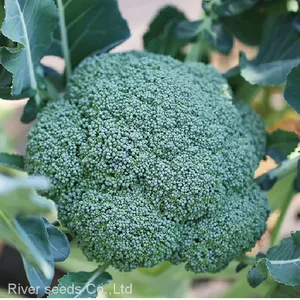 450pcs Wholesale f1 Hybrid Green Broccoli Seeds Broccoli Romanesco Seeds for Farm thumbnail-2