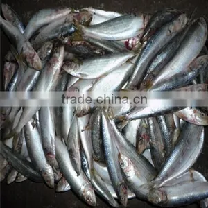 Best Price Frozen Sardines Fish thumbnail-1