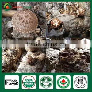 Mushroom Spores,Shiitake Mushroom Substrate,Reishi Mushroom thumbnail-6