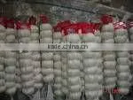 Chinese Pure White Garlic thumbnail-1