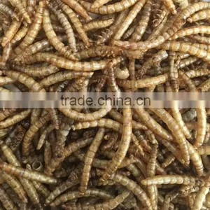 Dried Mealworms for Wild Birds Food, Chicken Treats thumbnail-1