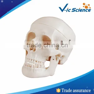 Plastic Human Skull for Wholesale thumbnail-1