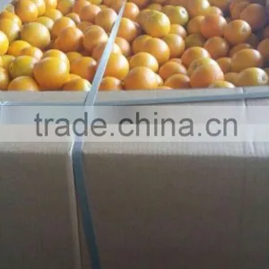 Fresh Orange All the Year thumbnail-2