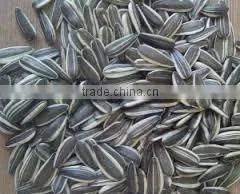 Sunflower Seeds Exporters Turkish Sunflower Seed Bulk Sunflower Seeds thumbnail-5