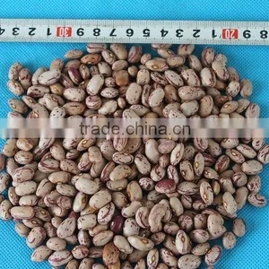 Bulk Dry Pinto Bean for Sale thumbnail-1
