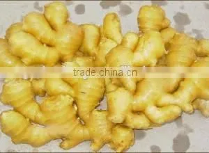 Bulk Selling Ginger Price in China thumbnail-2