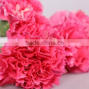 Supply High Quality Long Stem Flowers Carnation With Laser Cut Flower Prices thumbnail-1