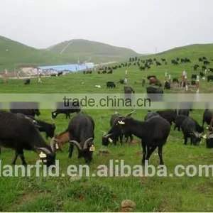 RFID Ear Tag for Animal Traceability thumbnail-2